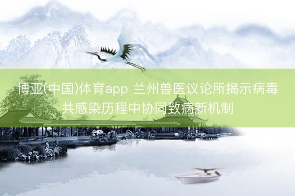 博亚(中国)体育app 兰州兽医议论所揭示病毒共感染历程中协同致病新机制
