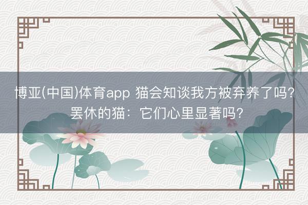博亚(中国)体育app 猫会知谈我方被弃养了吗? 罢休的猫:它们心里显著吗?
